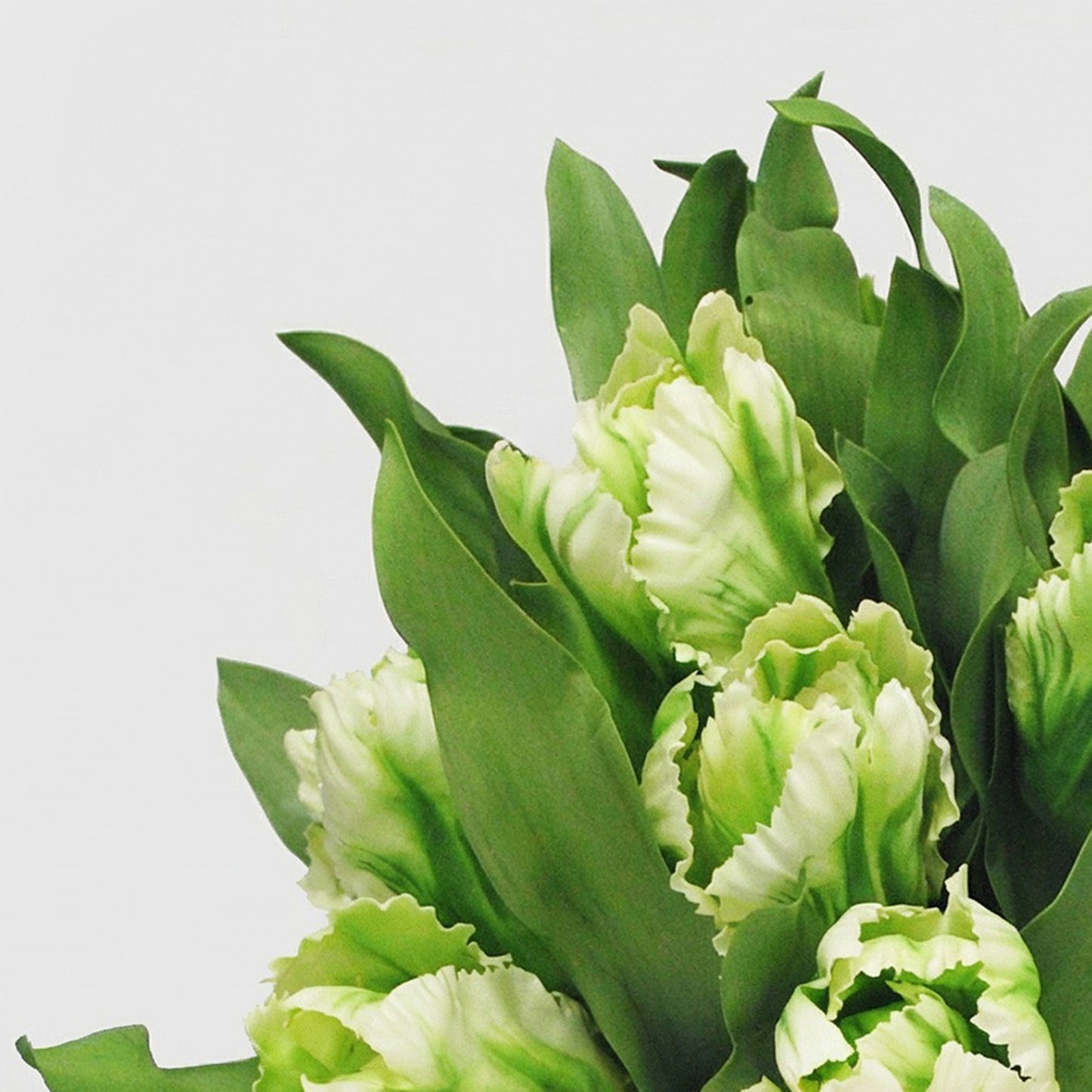 15-Inch Faux White & Green Tulip Arrangement in Glass Cylinder Vase – Realistic Silk Flowers